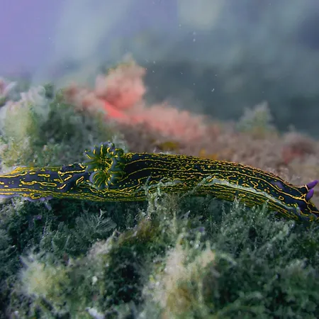 Atlantic Lägenhetshotell 3*