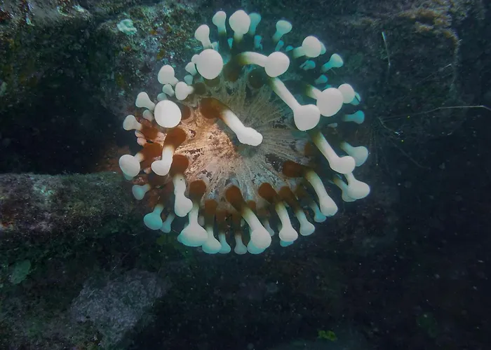 아파트호텔 Atlantic 3*